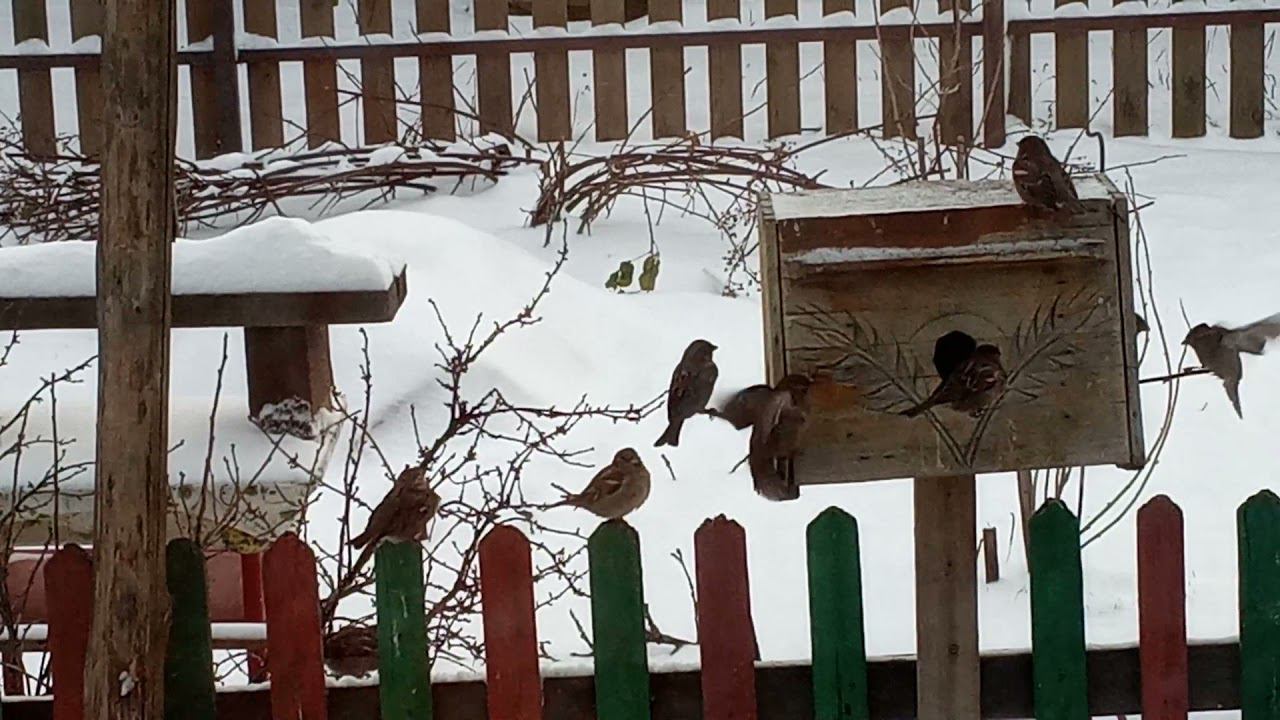 Кормушка для воробьев из старой хлебницы//не поделили хлебушек смотреть онлайн