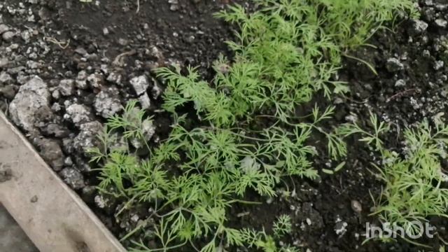 Блог. Как проводят "майские" в деревне. Майские праздники 2021 смотреть онлайн