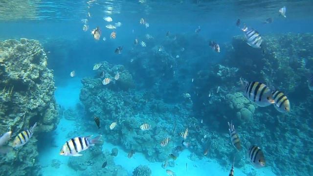 Sharm Sentido Reef Oasis смотреть онлайн