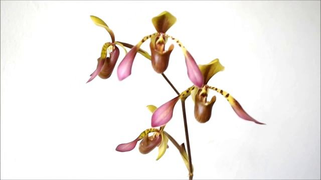 Paphiopedilum lowii in bloom video смотреть онлайн