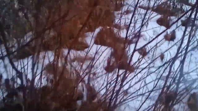 "русская гончая" в поиске смотреть онлайн