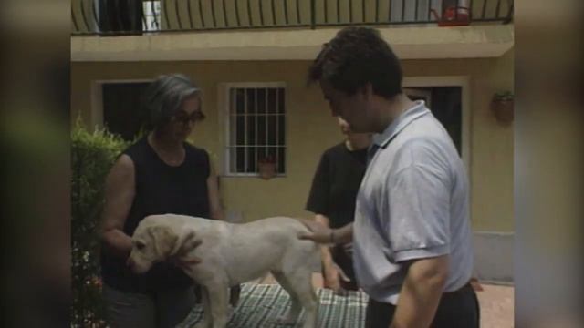 Лабрадор. Происхождение породы, экстерьер, уход и воспитание. Собаки от А до Я (DOGS FROM A TO Z) смотреть онлайн