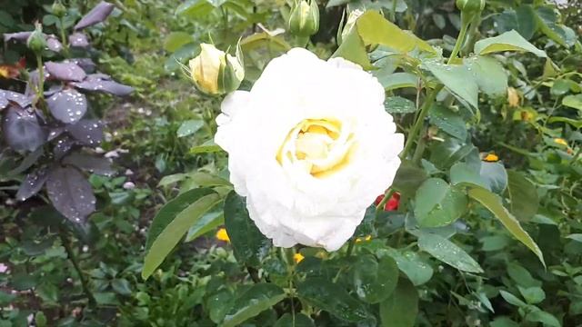 РОЗА???ПИНК ПАРАДИЗ ???ГЛАМУР И НЕЖНОСТЬ ???... смотреть онлайн