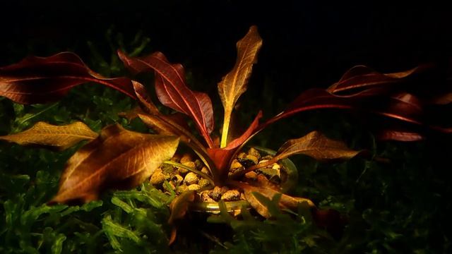 Эхинодорус "Красный конь" смотреть онлайн