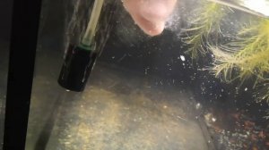 Кормлю малька яичным желтком