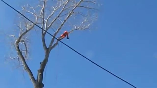 Сброс ветки тополя 1. смотреть онлайн