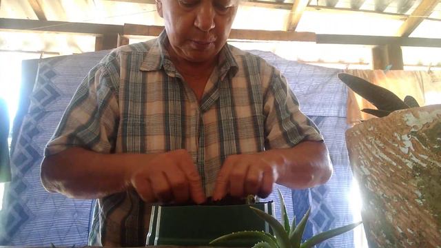ensinando a fazer muda de mini abacaxi e glauca part 1 смотреть онлайн