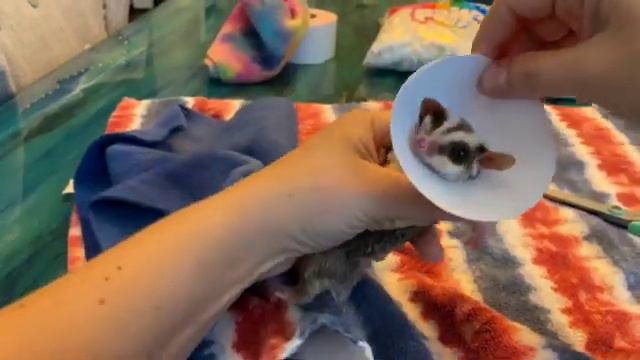 How to Put an E-Collar on a Sugar Glider смотреть онлайн