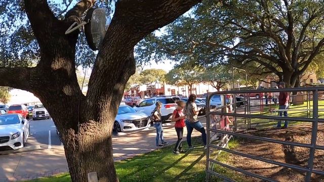 Небольшая прогулка по бирже рогатого скота в городе Форт Уорт (Fort Worth), штат Техас смотреть онлайн