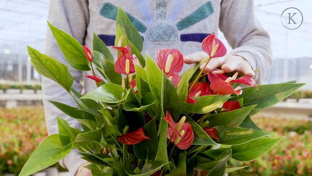 Karma Selections | KARMA Million - Anthurium