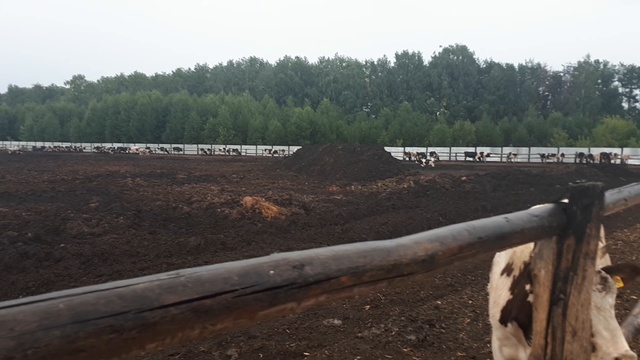 Как получить хорошую корову? Вовремя осемянить!!! Как определить готова телка к осеменению или нет. смотреть онлайн