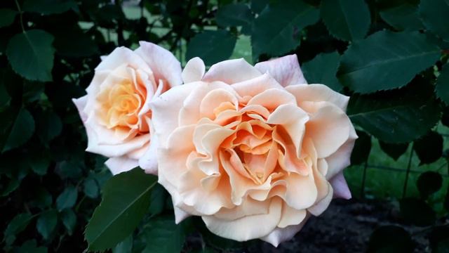 ✿➽ Питомники роз Сергея Овчарова, Розы Вдохновения, Роз Элит - впервые заказала розы через интернет смотреть онлайн