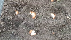 ЛУК КВОЧКА! ПОСАДКА В ОТКРЫТЫЙ ГРУНТ