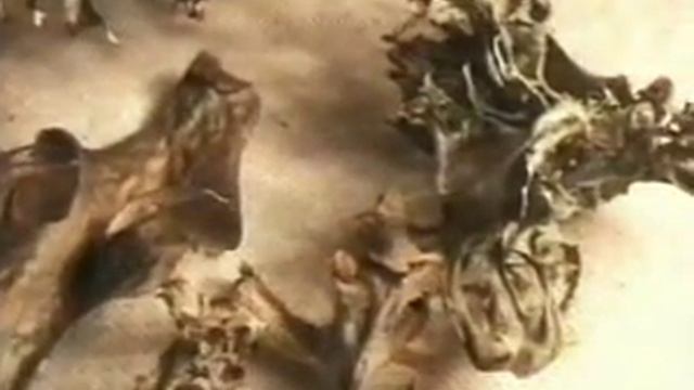 60 Исландский мох Цетрария исландская смотреть онлайн