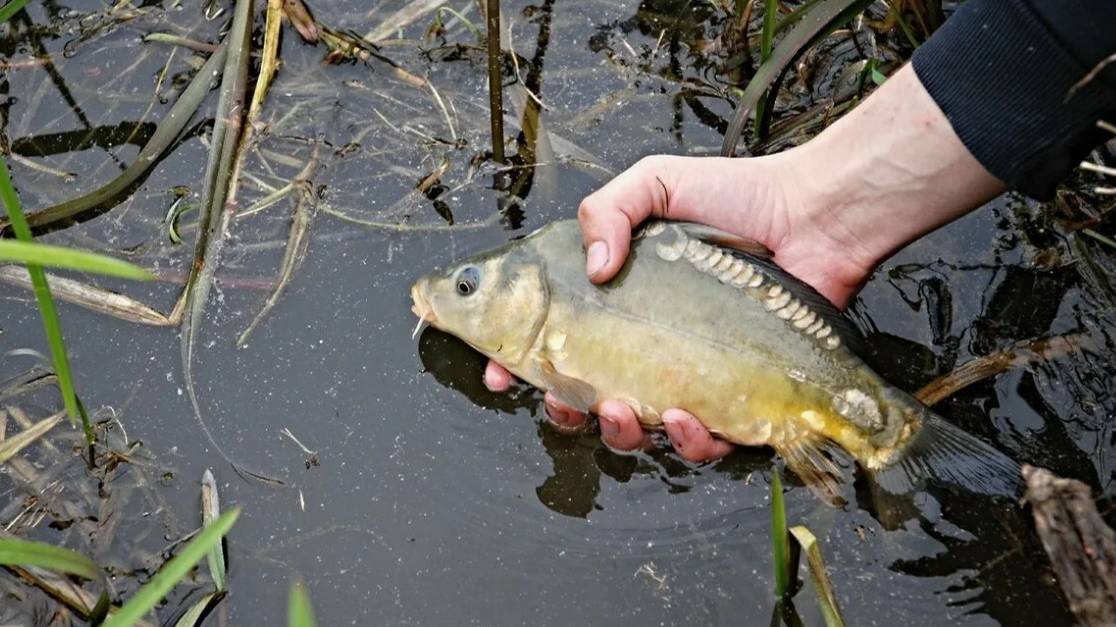 Живет ли рыба после отпускания? смотреть онлайн