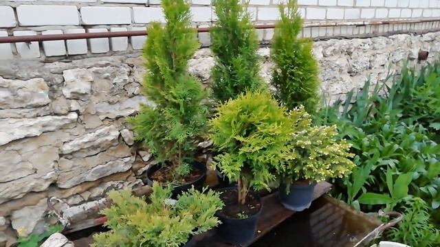 ИСПОЛНЕНИЕ ЖЕЛАНИЙ. КУПИЛ ХВОЙНЫЕ РАСТЕНИЯ.