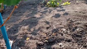 Виноград Снежок, гибридная форма селекции А. Голуба (Украина).