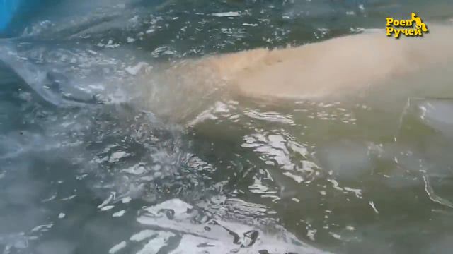 Белым медведям дали воду смотреть онлайн