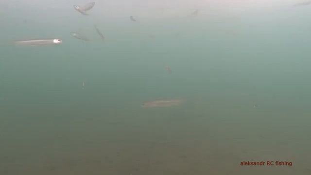 Ловлю корюшку в  онлайн режиме  о. Русский