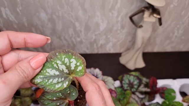 Детки, готовые к переезду на июль 2023 года. Часть 2. смотреть онлайн