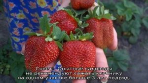 Клубника Маршал