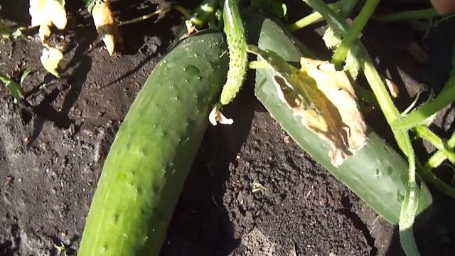 Мои огурцы ЗОЗУЛЯ смотреть онлайн