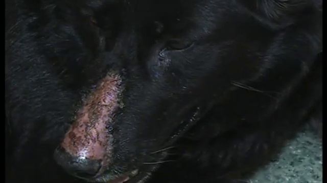 Ветеринарний щоденник - ДВДЦ ИНВЕКА. Фильм 57-й смотреть онлайн