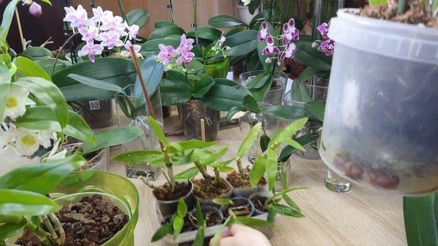 Орхидея дендробиум Rainbow Dance 'Princess'. Уход за дендробиумами холодного содержания. смотреть онлайн