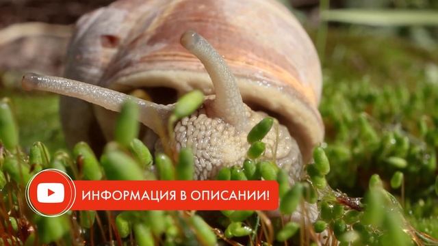 Футажи для ютуба: плашка с лого и текстом "Информация в описании", "Ссылка в описании" БЕСПЛАТНО смотреть онлайн