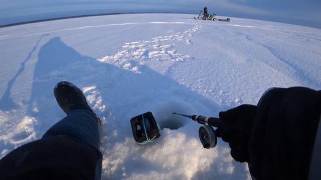 Судак в Морском. #зимняярыбалка #подледнаярыбалка #судак #зимнийсудак смотреть онлайн