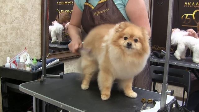 Как попробовать себя в профессии грумер БЕЗ умений и навыков смотреть онлайн