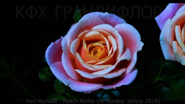 Как распускается роза Пич Мельба - Peach Melba (Kordes 2018) смотреть онлайн