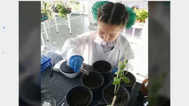 "Влияние фитогормонов на прорастание семян". Бейсембекова Ж.С. Кружок "Знатоки природы". смотреть онлайн