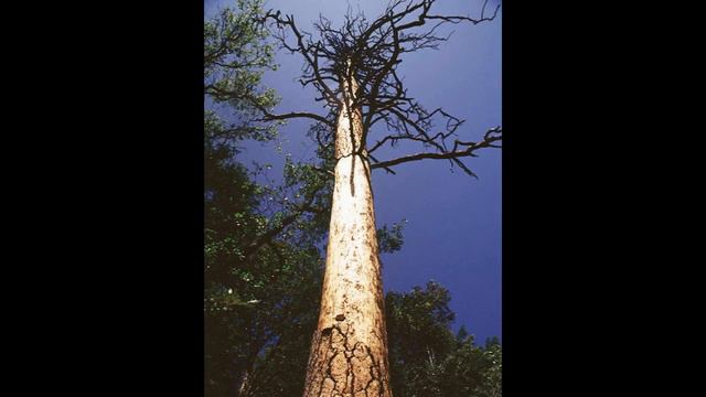 La poesía de los árboles. смотреть онлайн