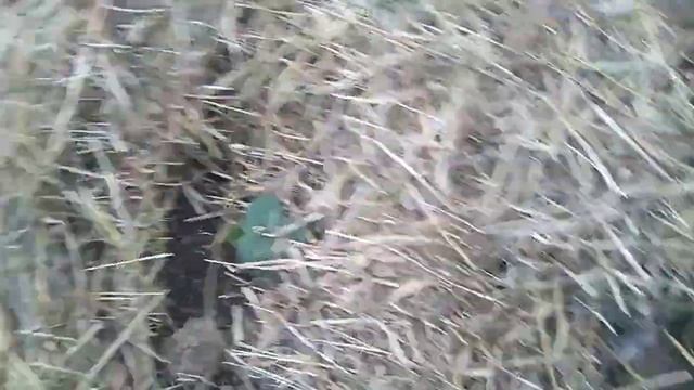 Как правильно МУЛЬЧИРОВАТЬ КЛУБНИКУ ОСЕНЬЮ // Ягодная Империя Анастасии смотреть онлайн