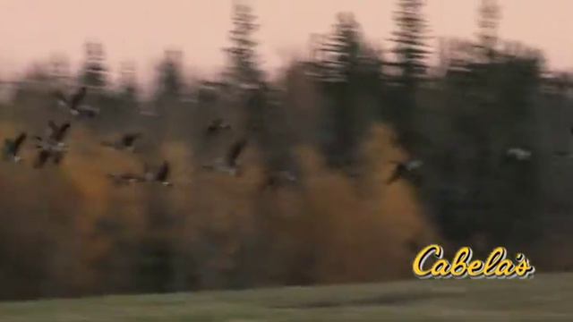 Lonnies Goose Calling смотреть онлайн