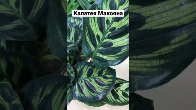 Калатея Макояна – красивые комнатные растения, г Самара смотреть онлайн