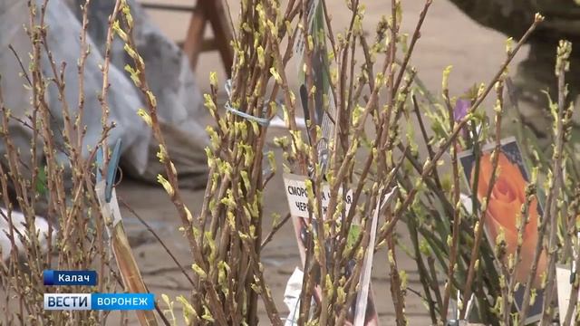 Россельхознадзор в Воронежской области проводят проверки посадочного материала в местах реализации смотреть онлайн
