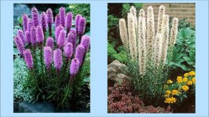 Лиатрис - Лабазник