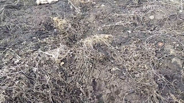 Что мне снег ..что мне зной🚴💨 смотреть онлайн