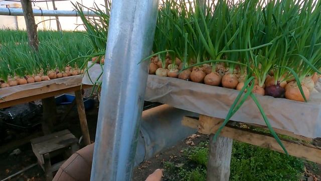 Какие самодельные печки я использую у себя в теплице. смотреть онлайн