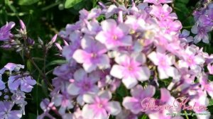 Флокс Звездочет / Zvezdochet