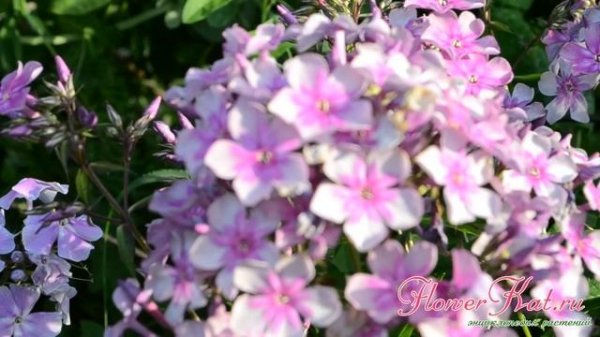 Флокс Звездочет / Zvezdochet