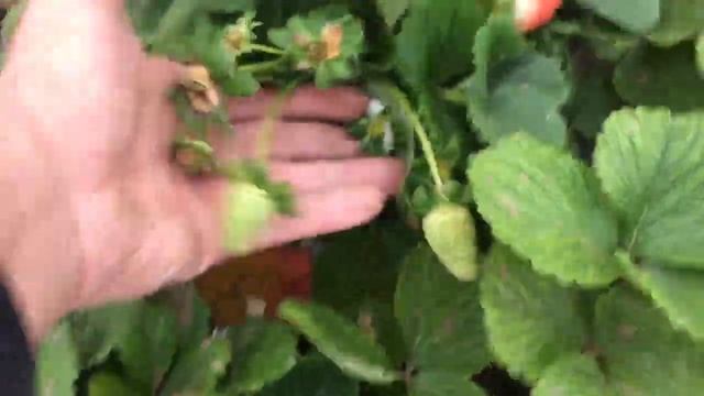 Сбор клубники 25 Ноября смотреть онлайн