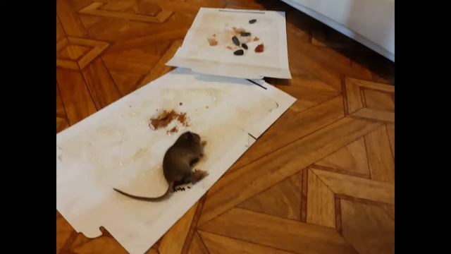 Внимание! Мышь в квартире! смотреть онлайн