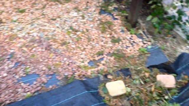 Обзор всех моих редких хвойных. Стрижка сосны в стиле - ниваки. смотреть онлайн