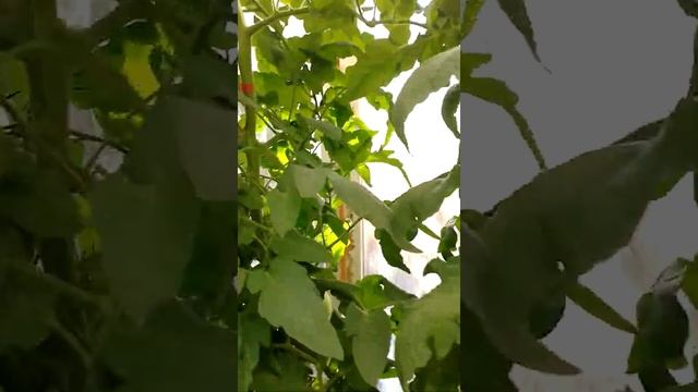 розовый томат .второй оборот.подкормки для налива. смотреть онлайн