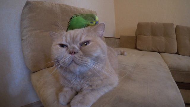 Удивительная дружба животных, кот и попугай. Забавные животные. смотреть онлайн