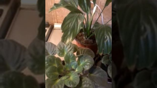 MİNERAL GÜBRƏLƏR VƏ ONLARIN DİBÇƏK GÜLLƏRİNƏ VERİLMƏSİ смотреть онлайн