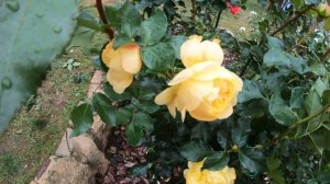 Роза Лампион Флорибунда